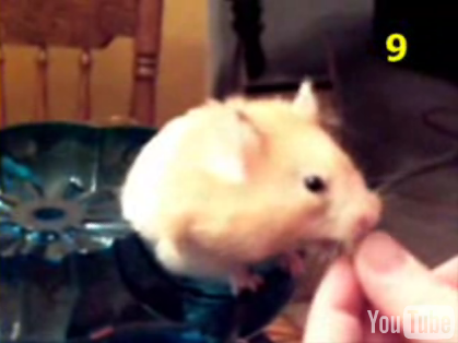 Hamster Can Put Away The Cheerios!
